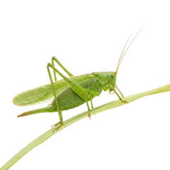 Green grasshopper