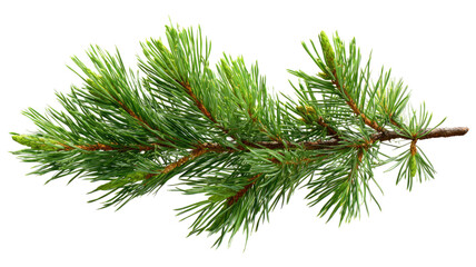 A festive Christmas pine branch with green needles and cones creates a natural evergreen spruce frame for a winter holiday New Year celebration isolated on a snowy background