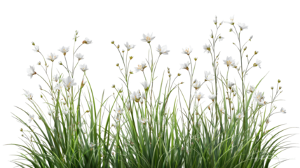 Fresh green spring grass with meadow flowers and daisies isolated on white background for garden nature design