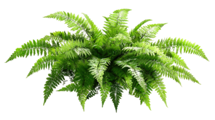 Isolated green palm tree and lush leaf foliage set against a white background featuring nature elements of a tropical forest plant branch and herbal flora