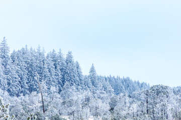 Breathtaking panoramic view of a snow-covered forest under a clear sky. Beautiful winter landscape with frosted pine trees and a serene, icy atmosphere