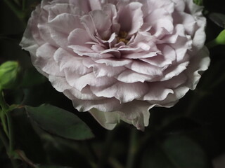 ラベンダー色のバラ　令の風