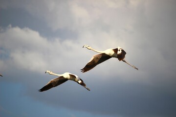並んで飛ぶオオフラミンゴ