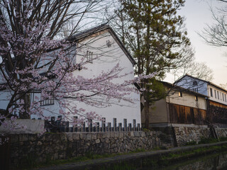 春の近江八幡の町並みと桜