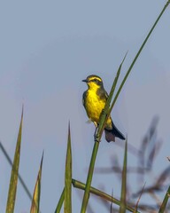 A small yellow bird sits on a blade of grass, enjoying the sunny day.