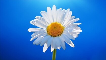 white daisy flower with yellow center blooming in bright sunlight under clear blue sky evoking fresh and cheerful mood
