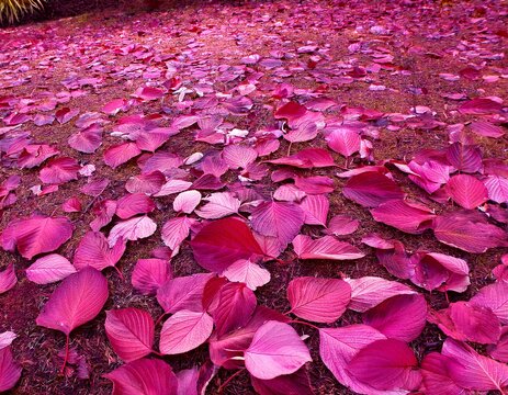 hot pink fall leaves covering the ground