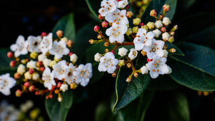 White Flowers of Viburnum Tinus Bloom Beautifully in Winter With Green Leaves Around Them