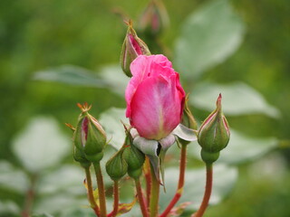 ピンクのバラ　夢香　つぼみ