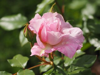 ピンクのバラ　夢香