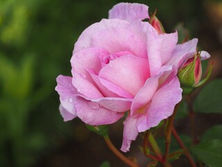 ピンクのバラ　夢香