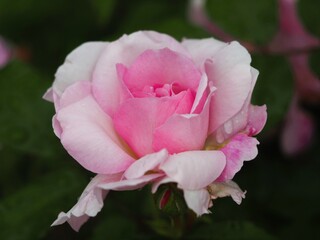 ピンクのバラ　夢香