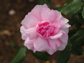 ピンクのバラ　夢香