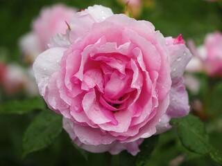 ピンクのバラ　夢香