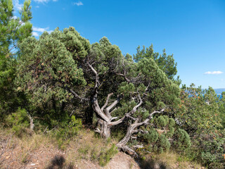 Panoramic view of the sea from a rocky hillside with pine trees under a clear blue summer sky