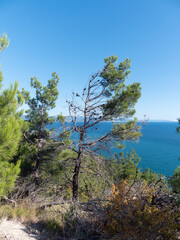 Panoramic view of the sea from a rocky hillside with pine trees under a clear blue summer sky