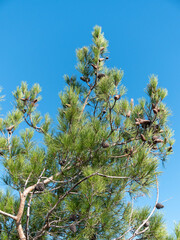Panoramic view of the sea from a rocky hillside with pine trees under a clear blue summer sky