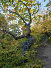 Twisted tree with curved trunk growing on a forest hillside in autumn. Natural woodland landscape