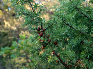 Juniper branch with ripe berries in natural forest environment. Evergreen plant with green needles and brown juniper berries, shallow depth of field