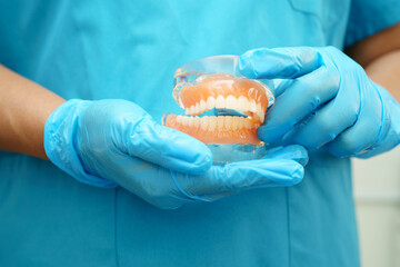 Dental teeth model on white background for learn about dentistry.