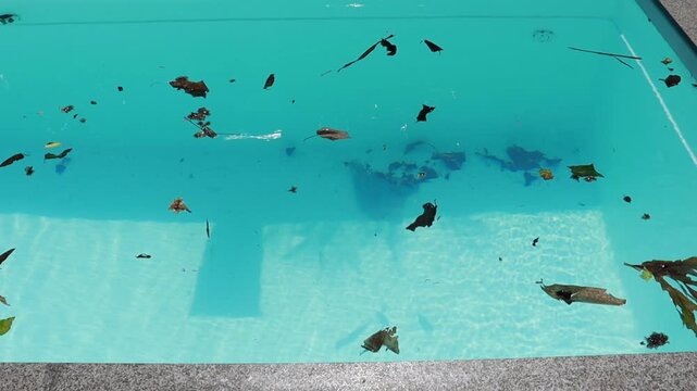 com tela  faz limpeza de piscina tirando folhas 