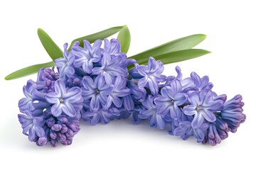 Dense Hyacinth Blossoms