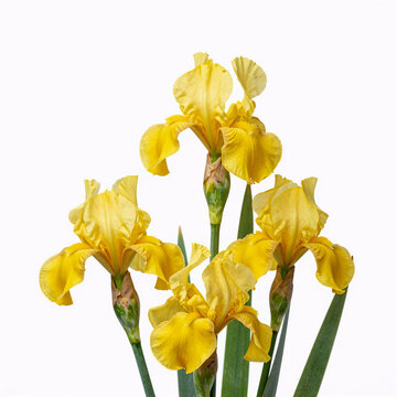 High-resolution, isolated yellow flag iris (Iris pseudacorus) on a white background