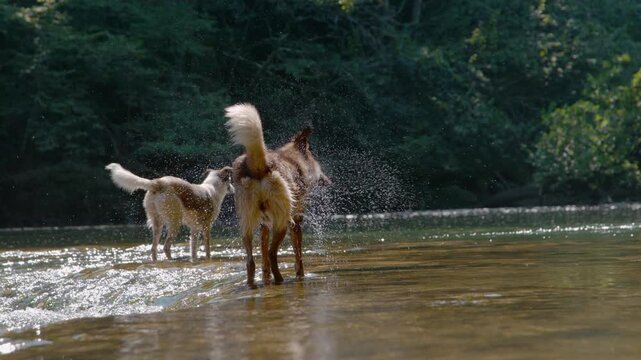 SLOW MOTION: Wet shepherd dog creates a wide, sparkling spray as it shakes off water while playing with another doggie in a shallow stream. Canine refreshment in a cool river on a hot summer day.