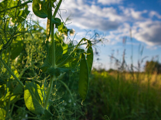 Peas grow on vines in a green field with clouds above
