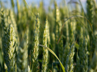 Wheat stalks grow tall and green in a sunny field
