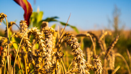 Wheat plants stand tall in a field with blue sky above
