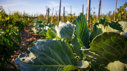 Cabbage plants grow in rows under a blue sky