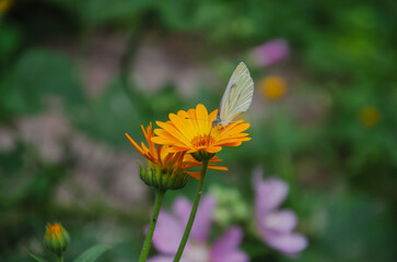 Cabbage butterfly on a yellow marigold flower