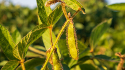 Soybean pods growing on a plant in a field during daylight