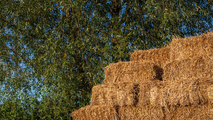 Bales of hay stacked beside a green tree brings summer feel