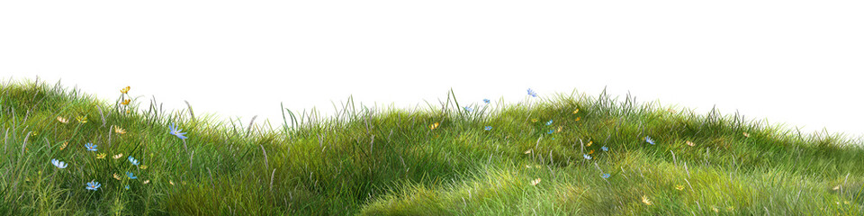 grass Wide green meadow with wild grass and small flowers isolated on a white background, expressing natural landscape and fresh spring growth.