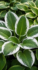 Variegated Hosta Leaves - A Study in Green and White.