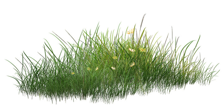 grass isolated on white background/Lush wild grass with small yellow flowers isolated on a white background, representing natural meadow beauty and fresh greenery.