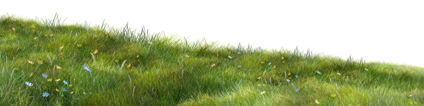 grass on a white background/Wide green meadow with wild grass and small flowers isolated on a white background, expressing natural landscape and fresh spring growth.