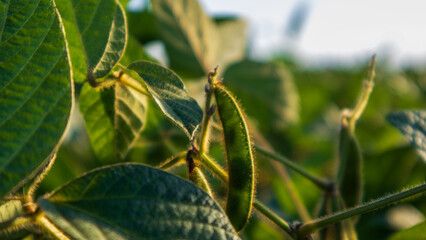 Green soybean pods grow on plants under sunlight