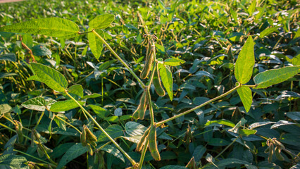 Soybean plants with leaves and pods grow in a field