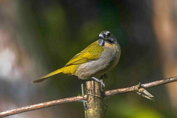 A yellow bird is perched on a fence, gazing at the camera.