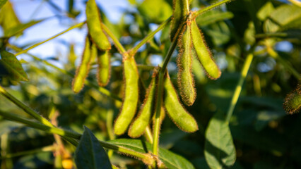 Soybean plants grow in a field on a sunny day
