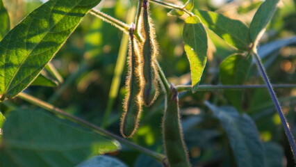Soybean pods hang from the plant in the evening light