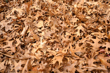 Dry Oak Leaves Covering the Ground in Autumn