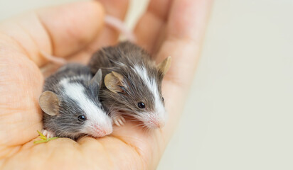Two adorable bicolored baby mice are held gently in a human hand, highlighting their small size and...