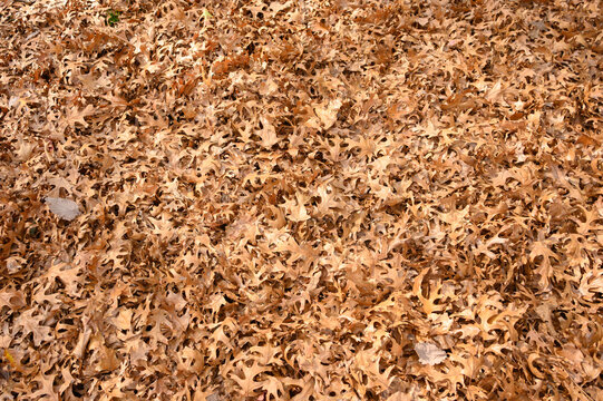 Dry Oak Leaves Covering the Ground in Autumn