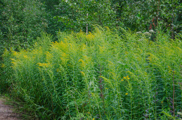 The Canadian goldenrod plant, Solidago canadensis, blooms with yellow flowers