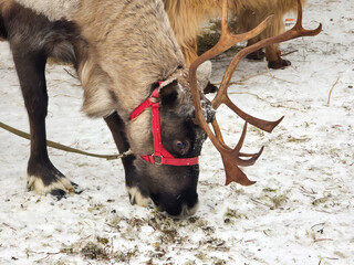 A reindeer in a sled eats snow on a farm