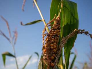 Corn ear develops on the plant under clear sky
